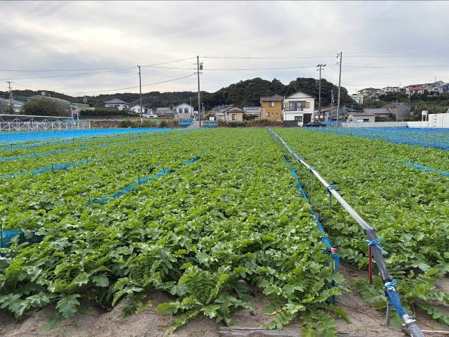 静岡県(秋冬だいこん)