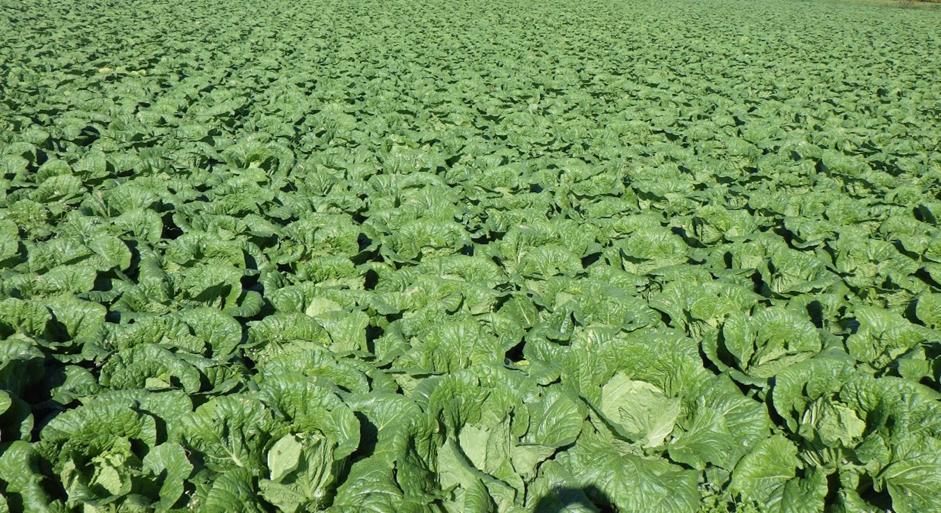 茨城県(秋冬はくさい)