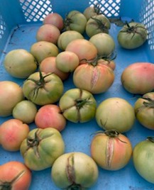 熊本県(冬春トマト)