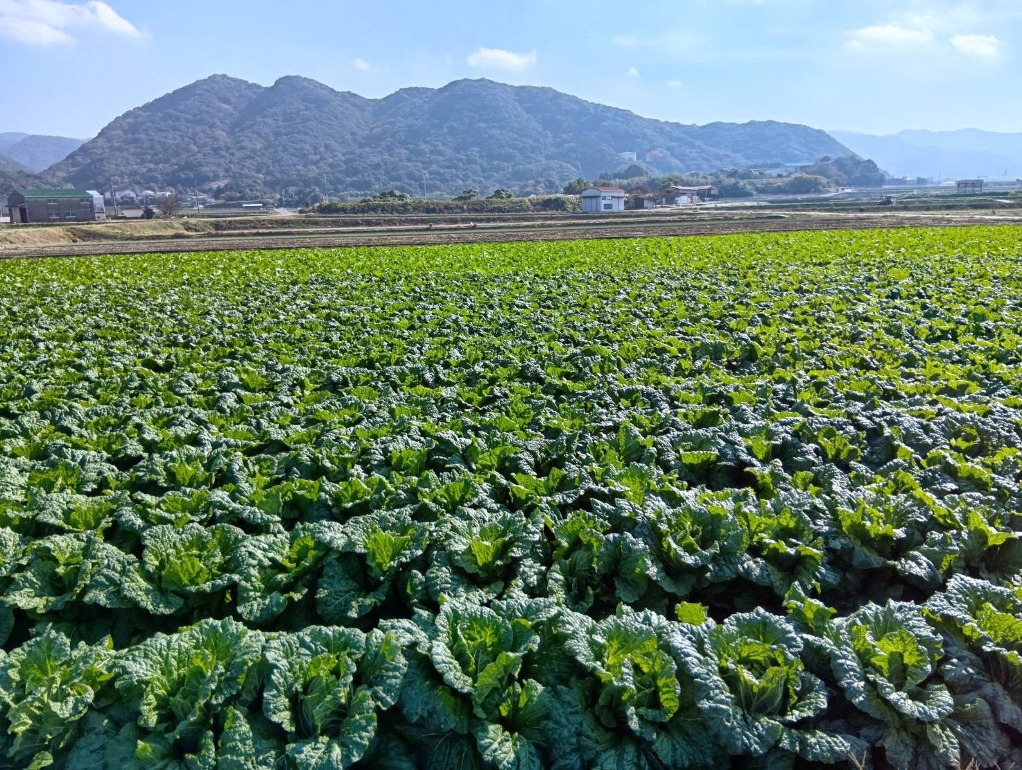 兵庫県(秋冬はくさい)