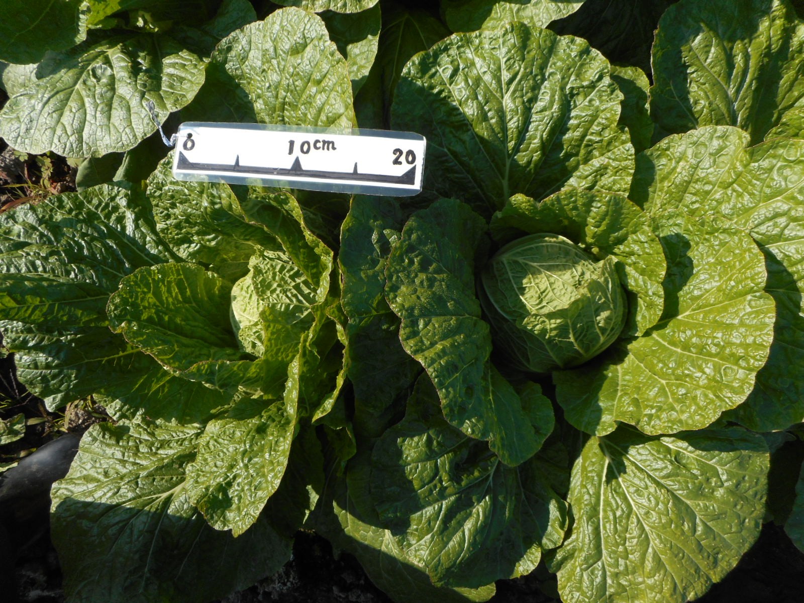 三重県(秋冬はくさい)