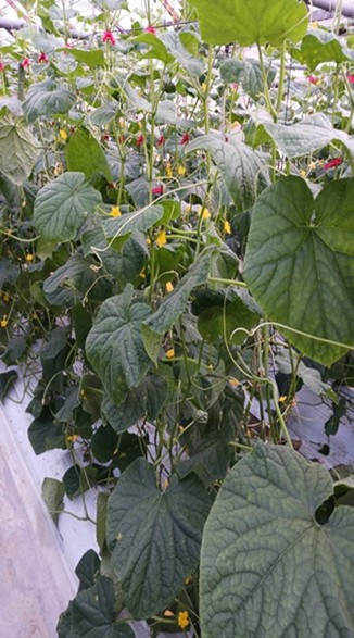 高知県(冬春きゅうり)