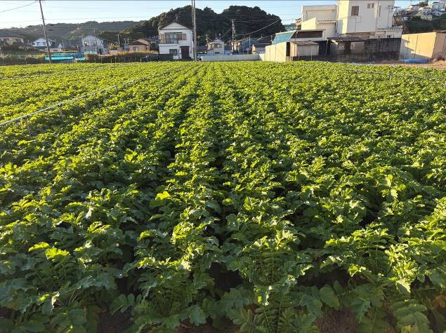 静岡県(秋冬だいこん)