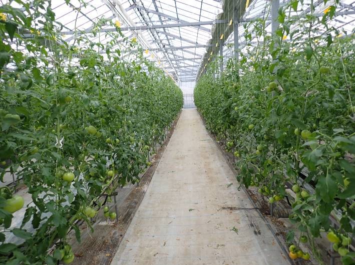 静岡県(冬春トマト(小笠:大玉))