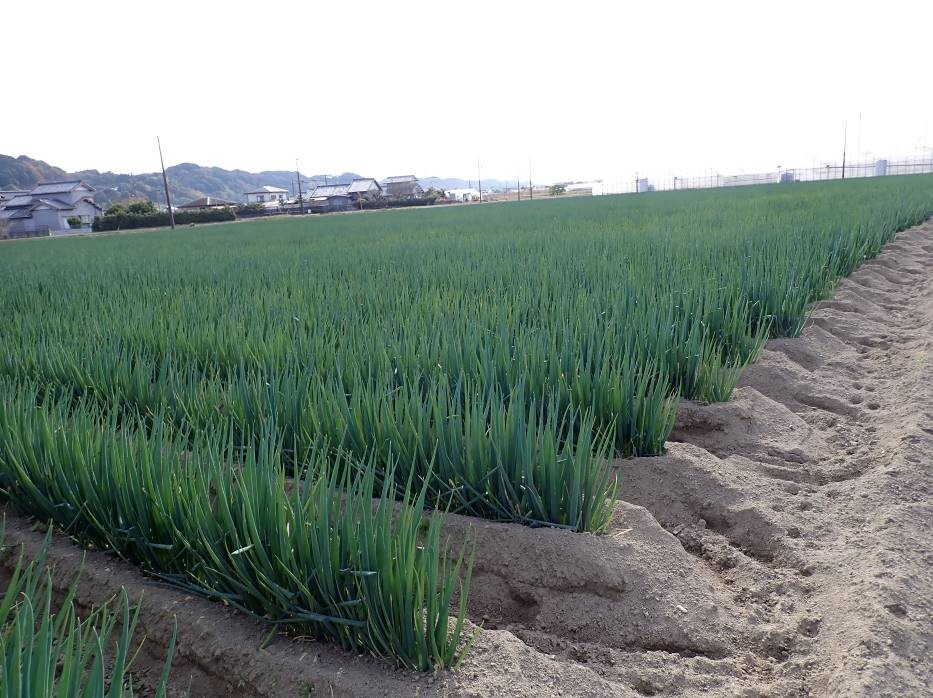 静岡県(秋冬ねぎ)