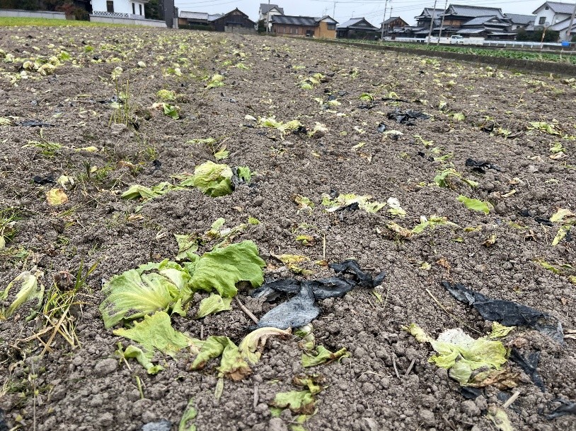 香川県(冬レタス)