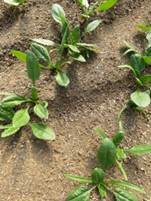 宮城県(ほうれんそう)