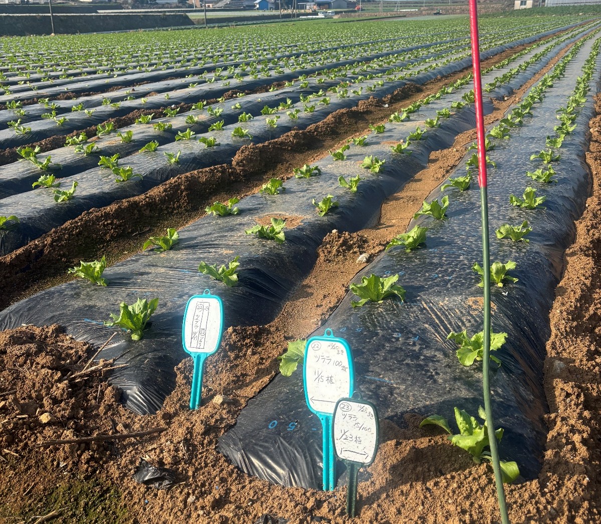 長崎県(冬レタス)