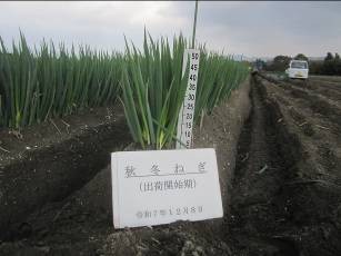 鳥取県(秋冬ねぎ)