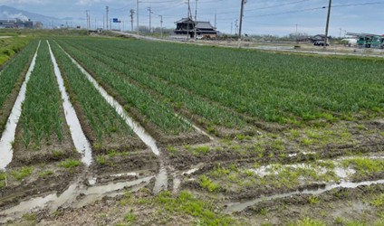 愛媛県(たまねぎ)