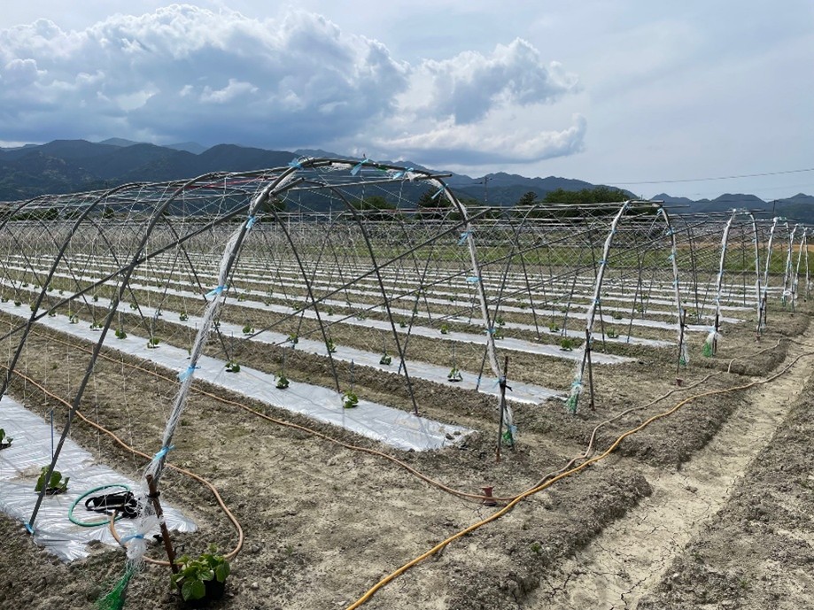 愛媛県(夏秋きゅうり)