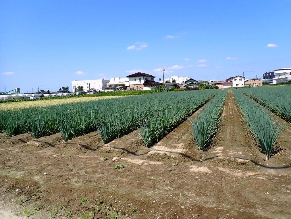 静岡県(秋冬ねぎ)