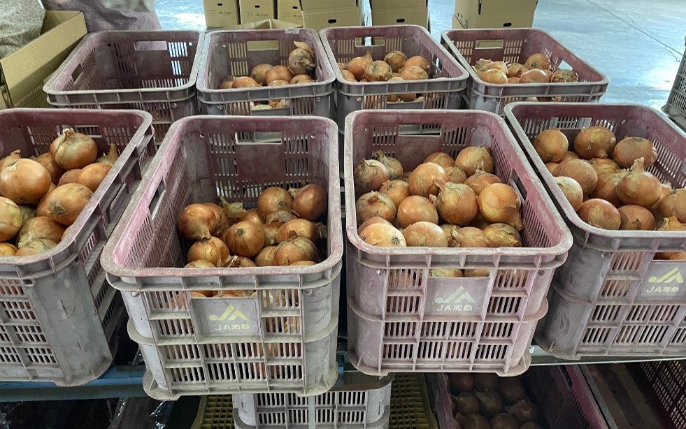 愛媛県(たまねぎ)