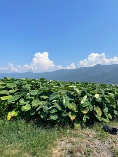 愛媛県(秋冬さといも)