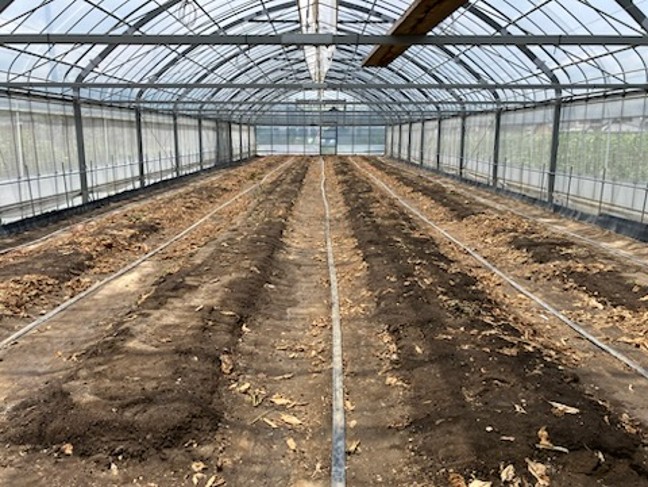 大阪府(夏秋なす)