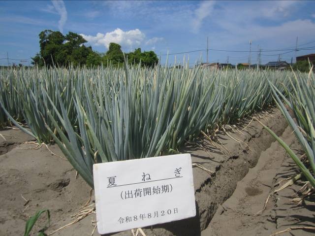 鳥取県(夏ねぎ)