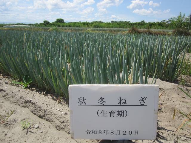 鳥取県(秋冬ねぎ)