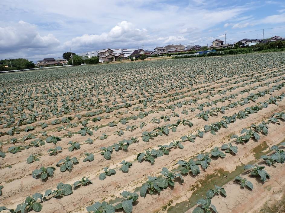 静岡県(冬ブロッコリー)