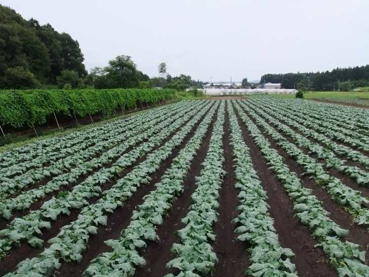 福島県(夏秋ブロッコリー)