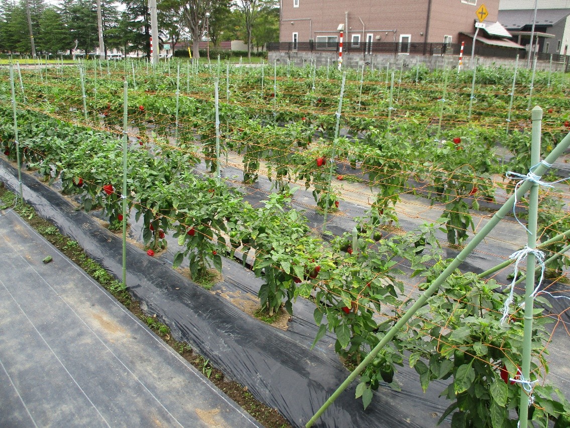 岩手県(夏秋ピーマン)