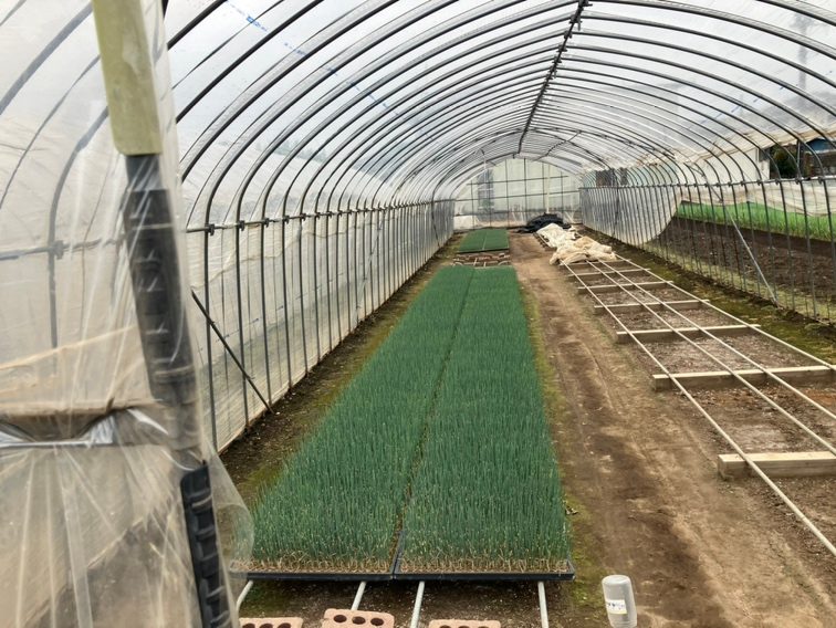 埼玉県(秋冬ねぎ)