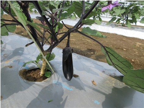 群馬県(夏秋なす)