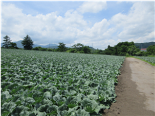 群馬県(夏秋キャベツ)