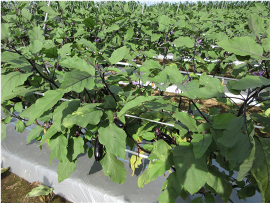 群馬県(夏秋なす)