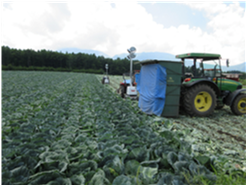 群馬県(夏秋キャベツ)