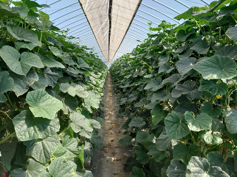 長野県(夏秋きゅうり)