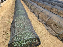 東京都(冬キャベツ)