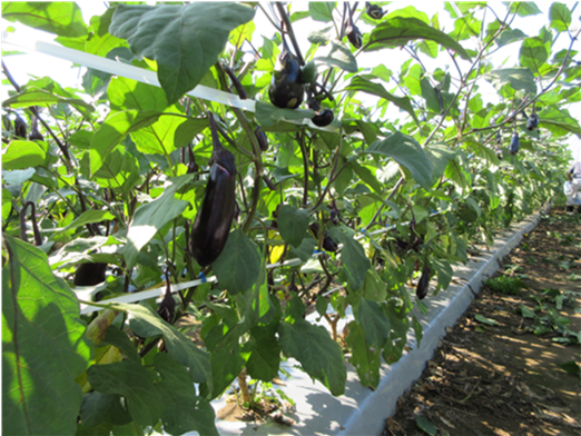 群馬県(夏秋なす)