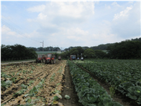 群馬県(夏秋キャベツ)