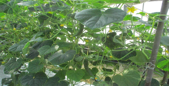 佐賀県(抑制、半促成きゅうり)