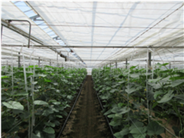 群馬県(抑制きゅうり)