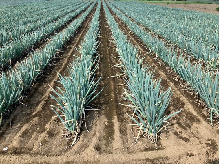 埼玉県(秋冬ねぎ)