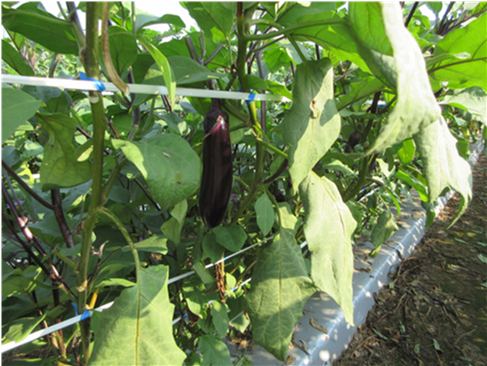 群馬県(夏秋なす)