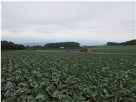 群馬県(夏秋キャベツ)