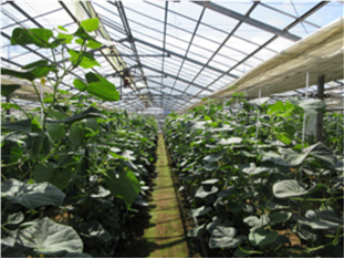 群馬県(抑制きゅうり)