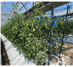 熊本県(冬春トマト)