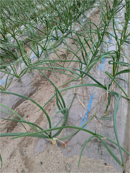 静岡県(たまねぎ)