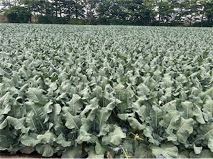 長野県(夏秋ブロッコリー)