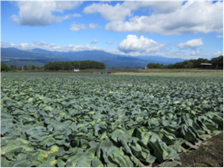 群馬県(夏秋キャベツ)