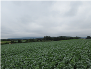 群馬県(夏秋キャベツ)