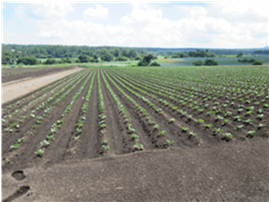 群馬県(夏秋キャベツ)