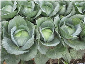 群馬県(夏秋キャベツ)