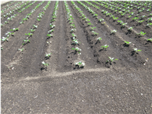 群馬県(夏秋キャベツ)