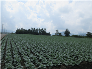 群馬県(夏秋キャベツ)