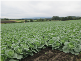 群馬県(夏秋キャベツ)