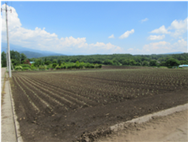 群馬県(夏秋キャベツ)